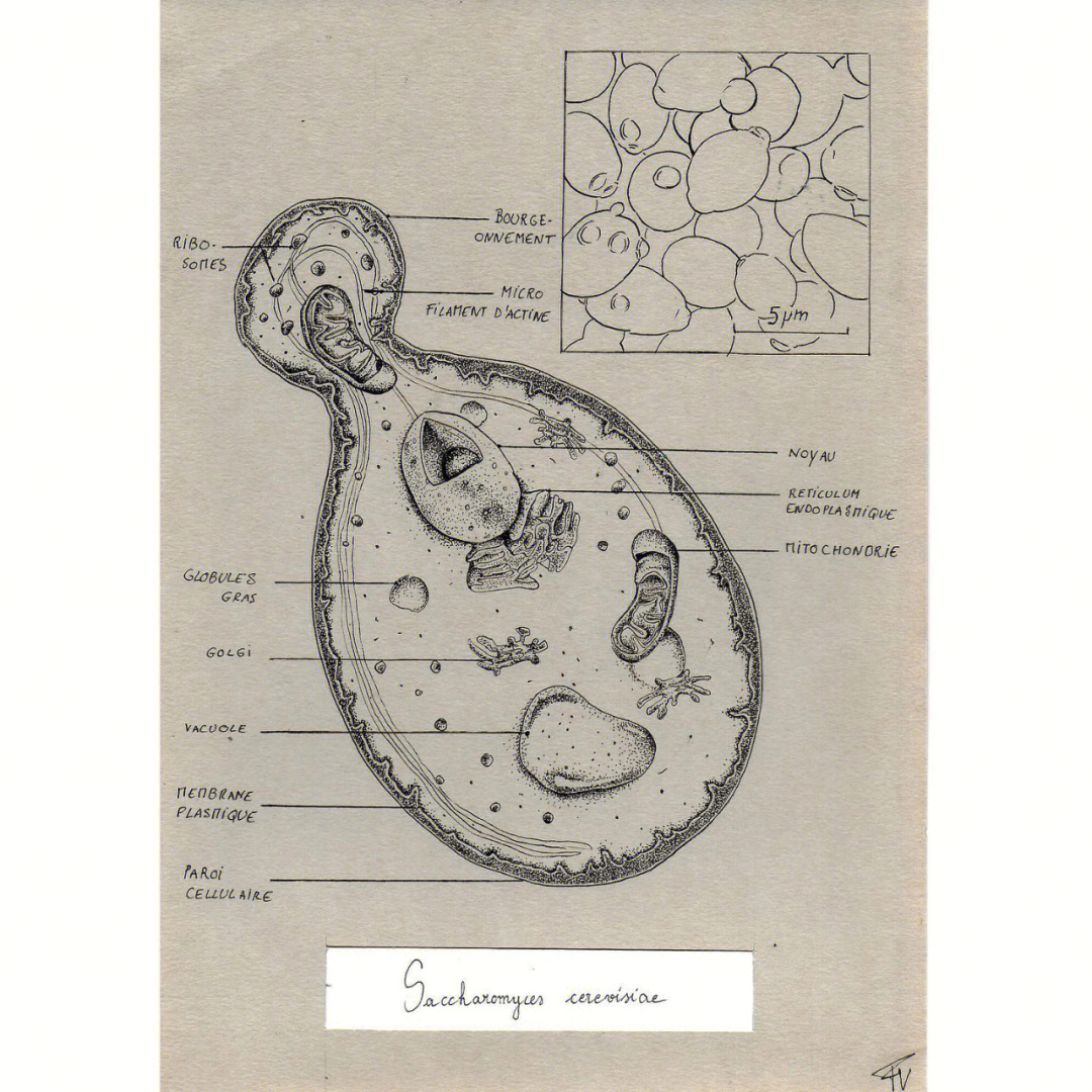 酵母菌图片手绘图图片