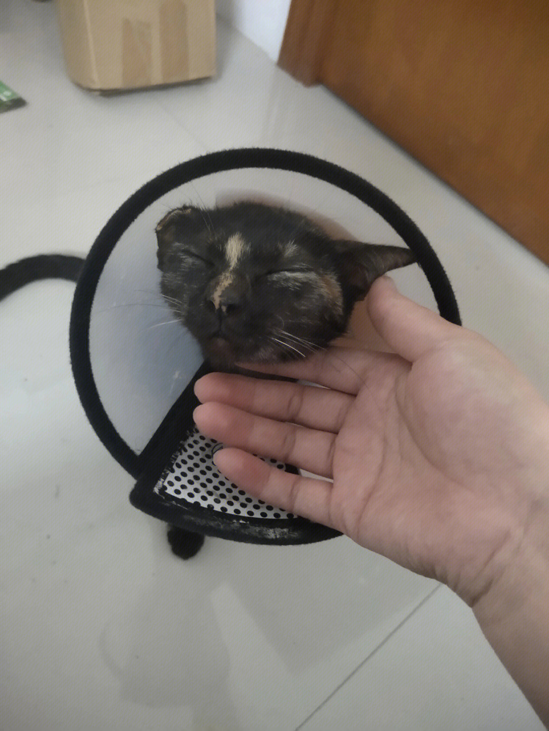 流浪猫破布出院了