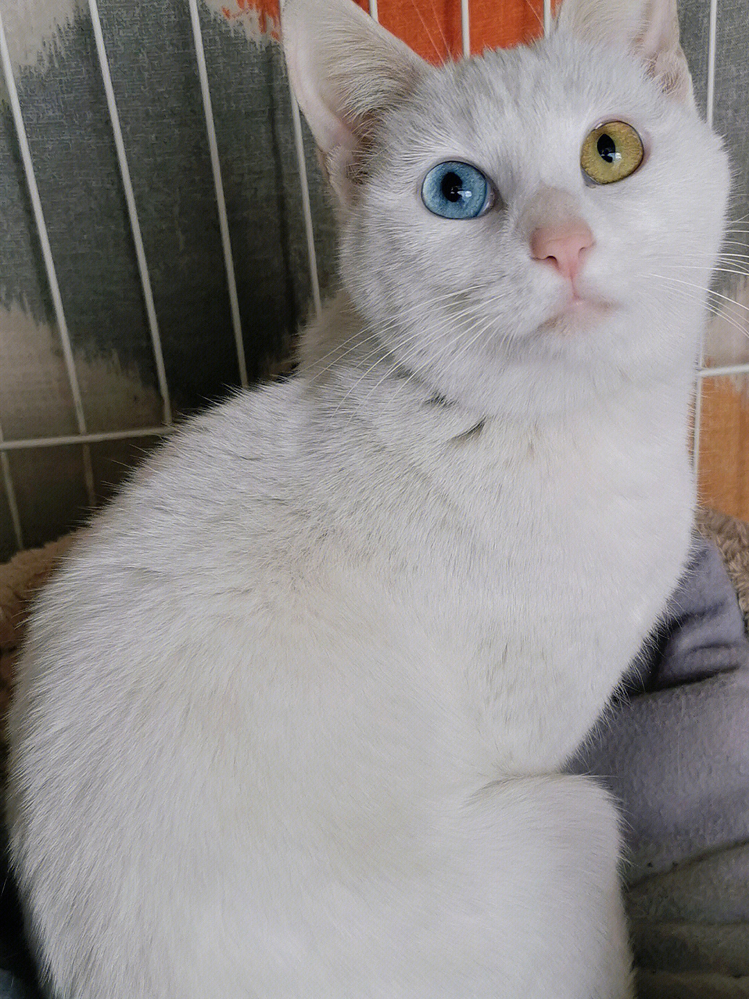 美貌的异瞳白色猫猫