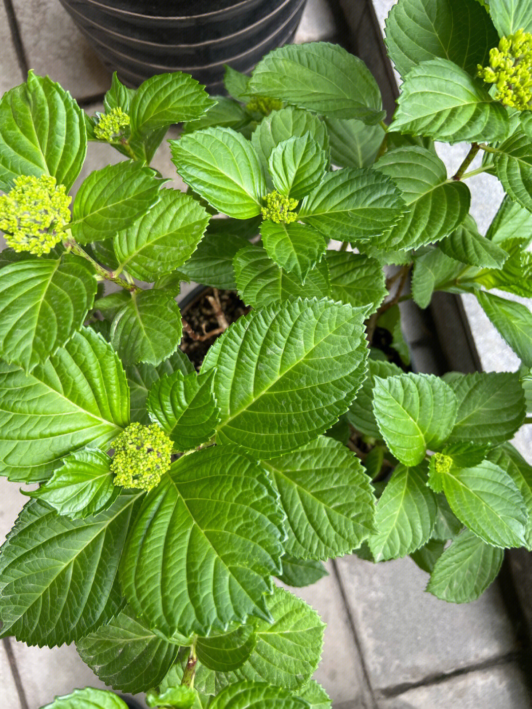 从小苗一点一点养大,也是值得的#植物#我家的绿植#园艺#绣球花