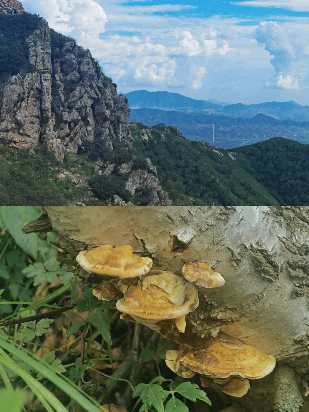 马鞍山特产动物图片