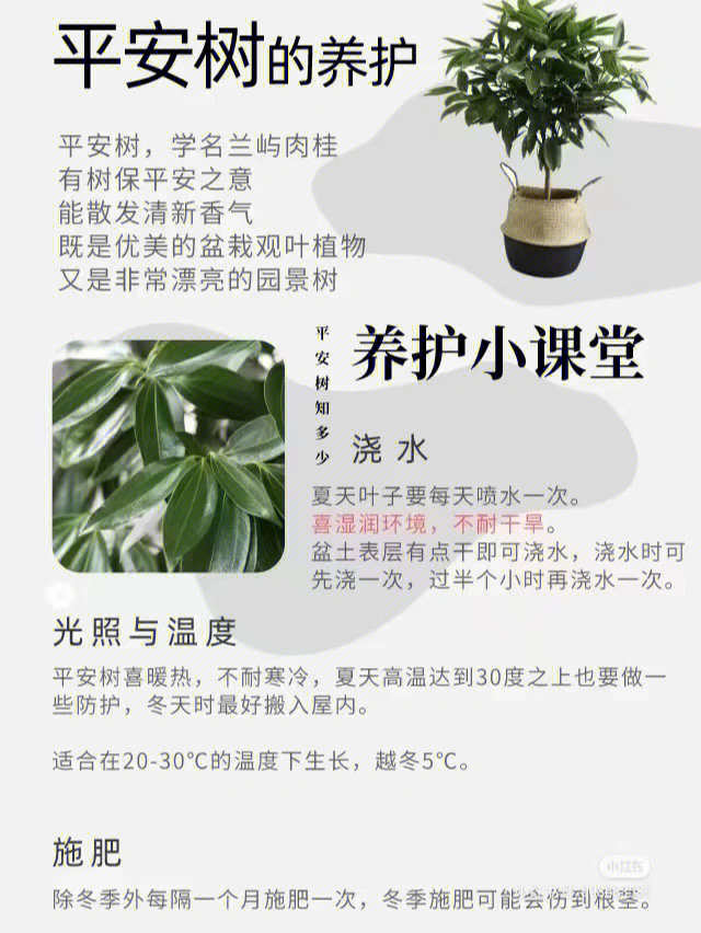 绿植养护绿植租摆