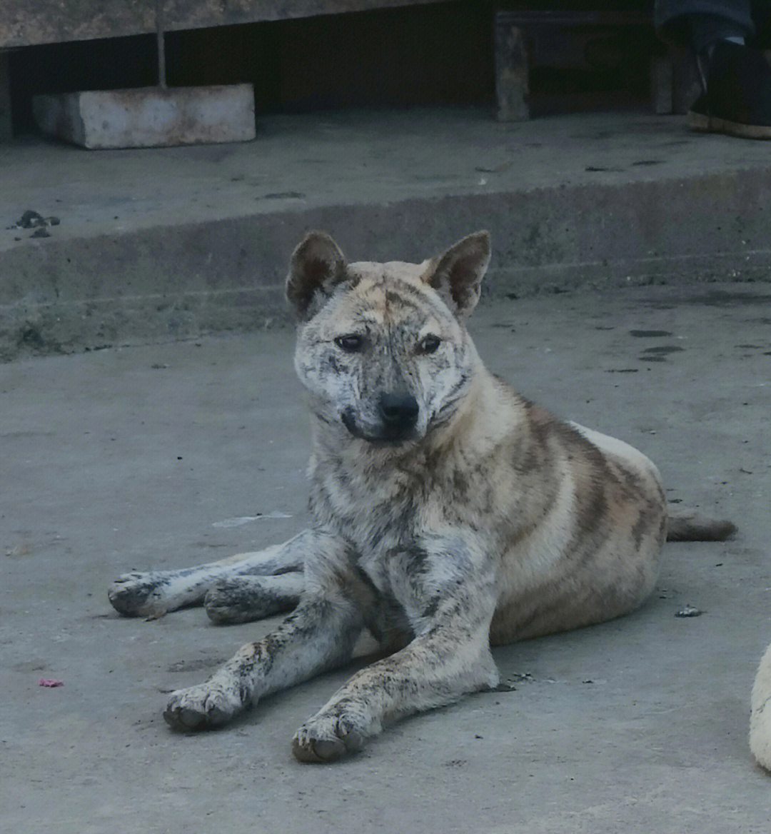 江西虎斑犬图片