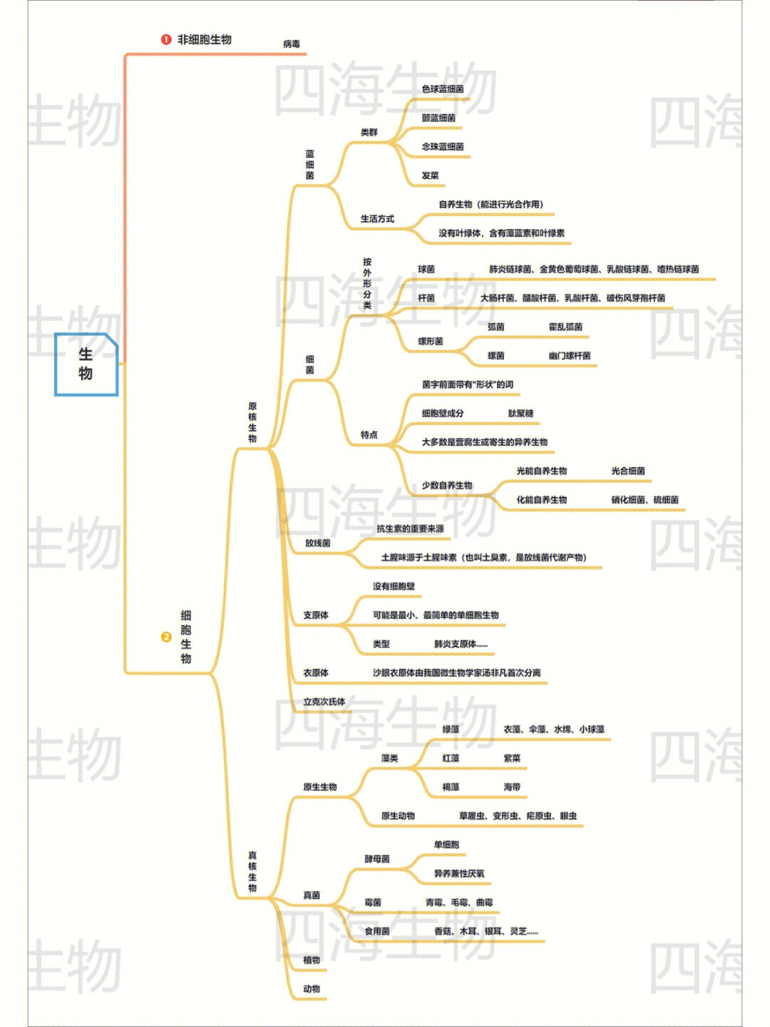 思维导图学高中生物真核细胞和原核细胞