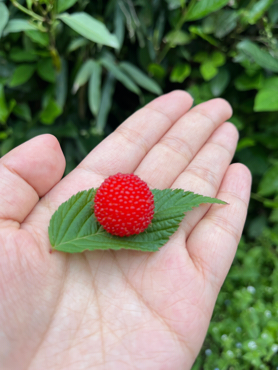 红的黄的树莓覆盆子浙江杭州萧山野草莓