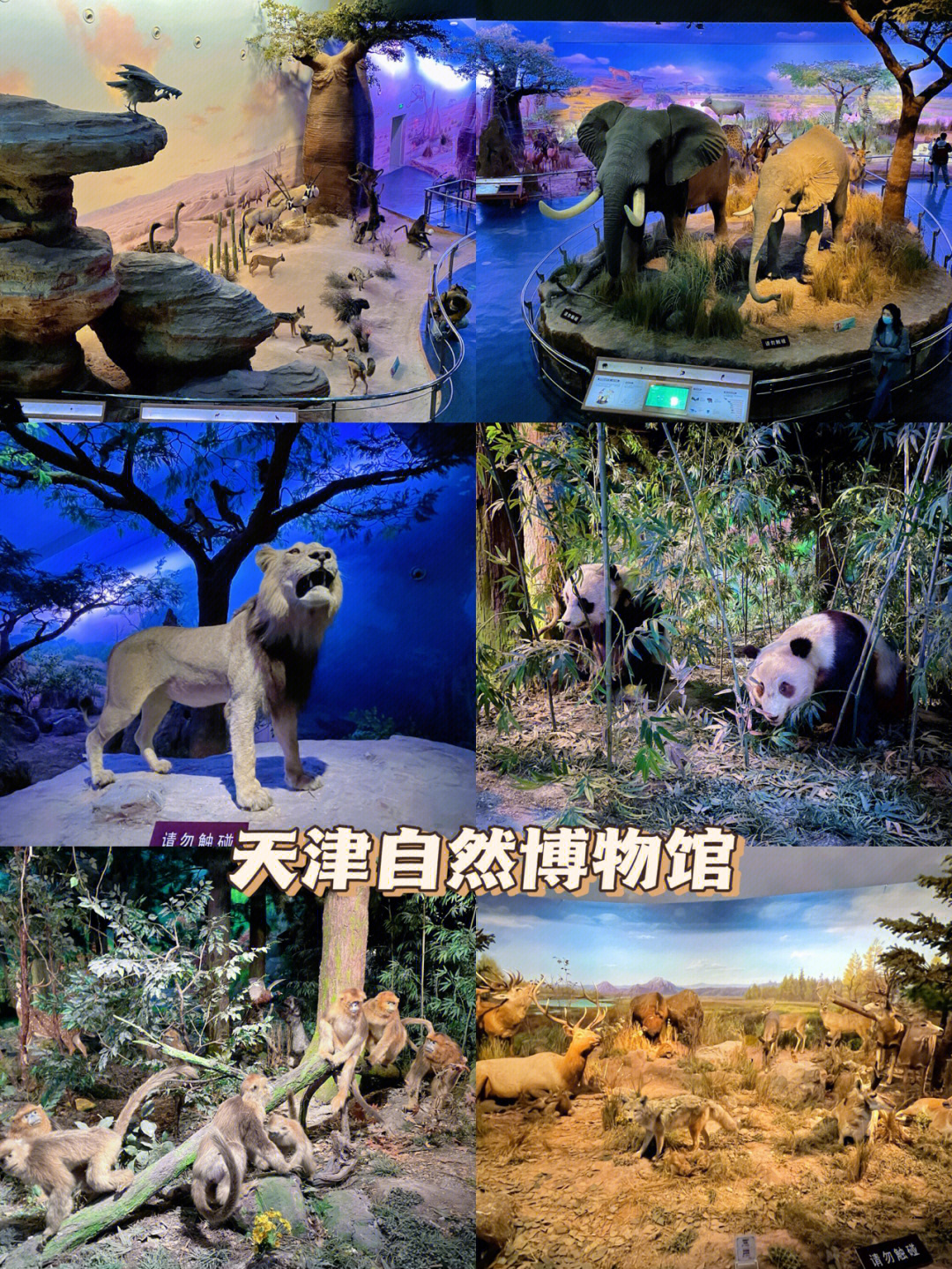 天津自然博物馆观后感图片
