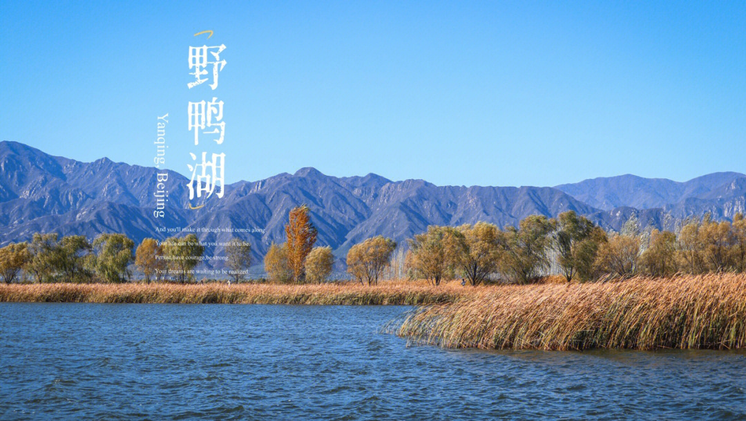 在野鸭湖寻找京郊最美的秋色北京周边游
