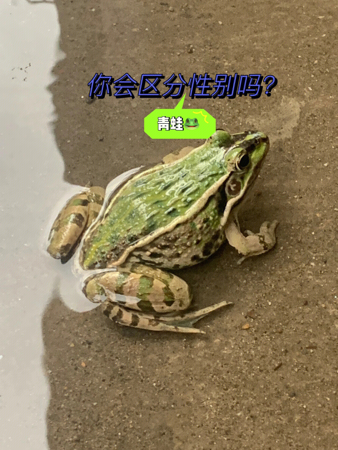 两栖动物青蛙