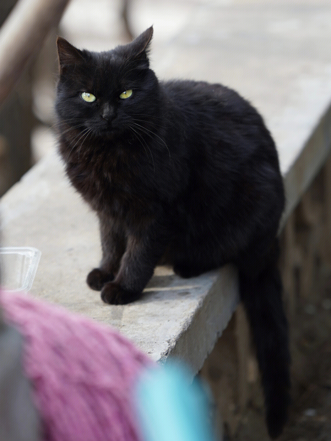 中华田园猫黑猫性格图片