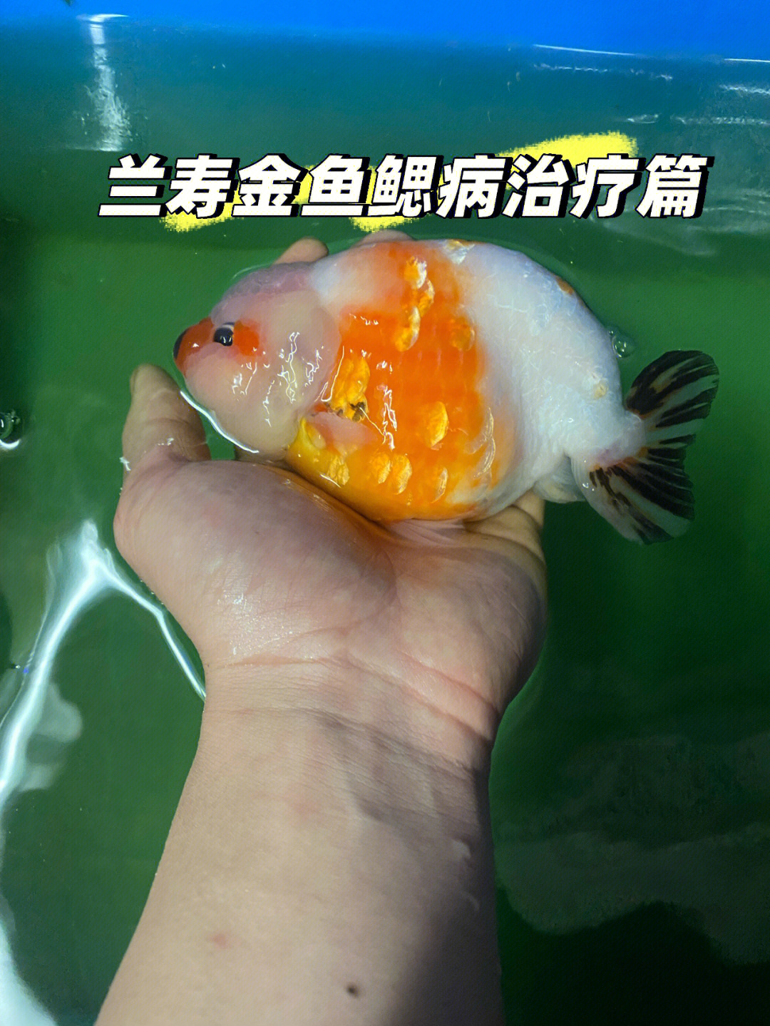 金鱼烂鳃病症状鱼图片图片