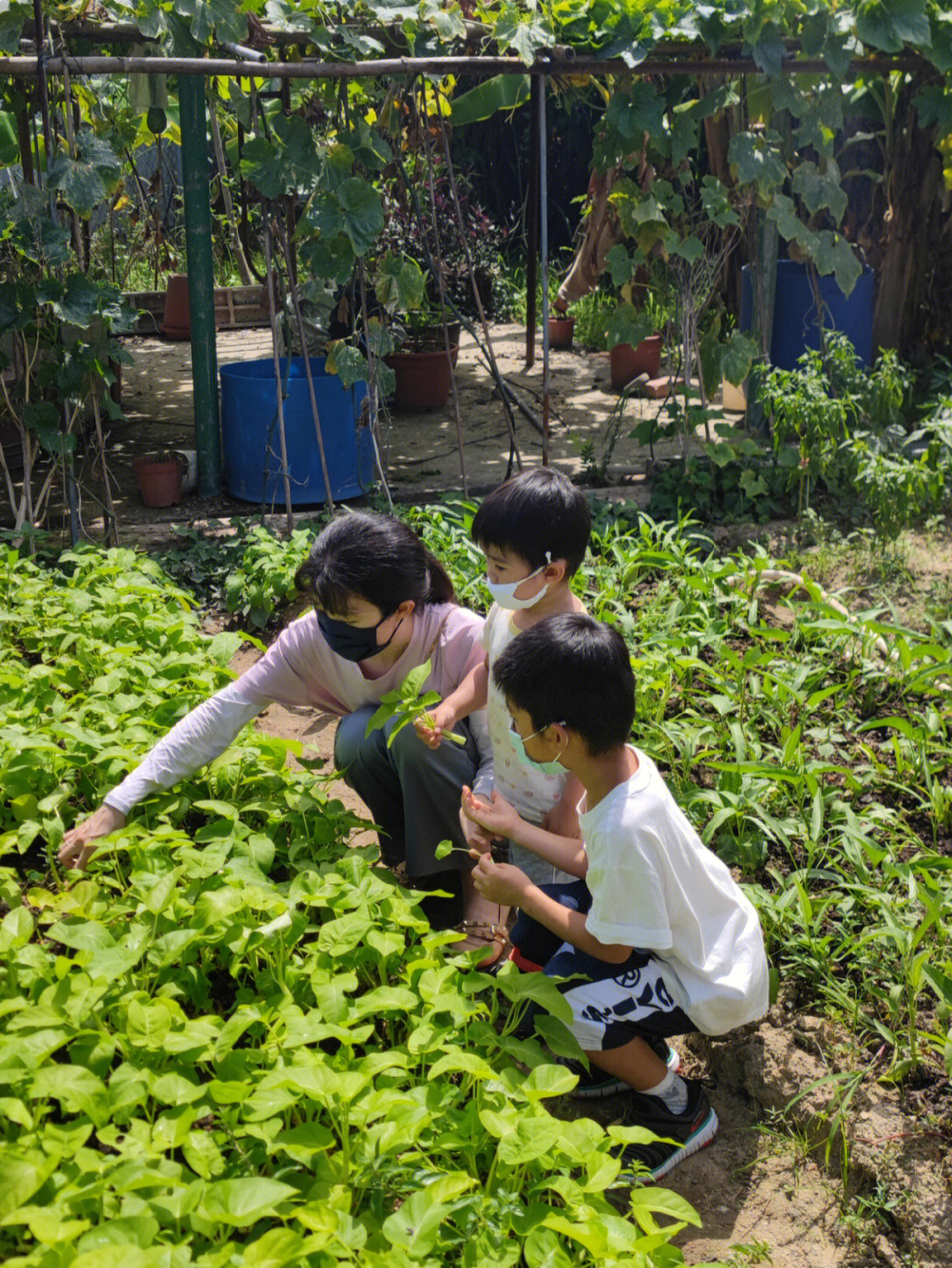 香港带娃摘有机蔬菜摘回空心菜和大冬瓜