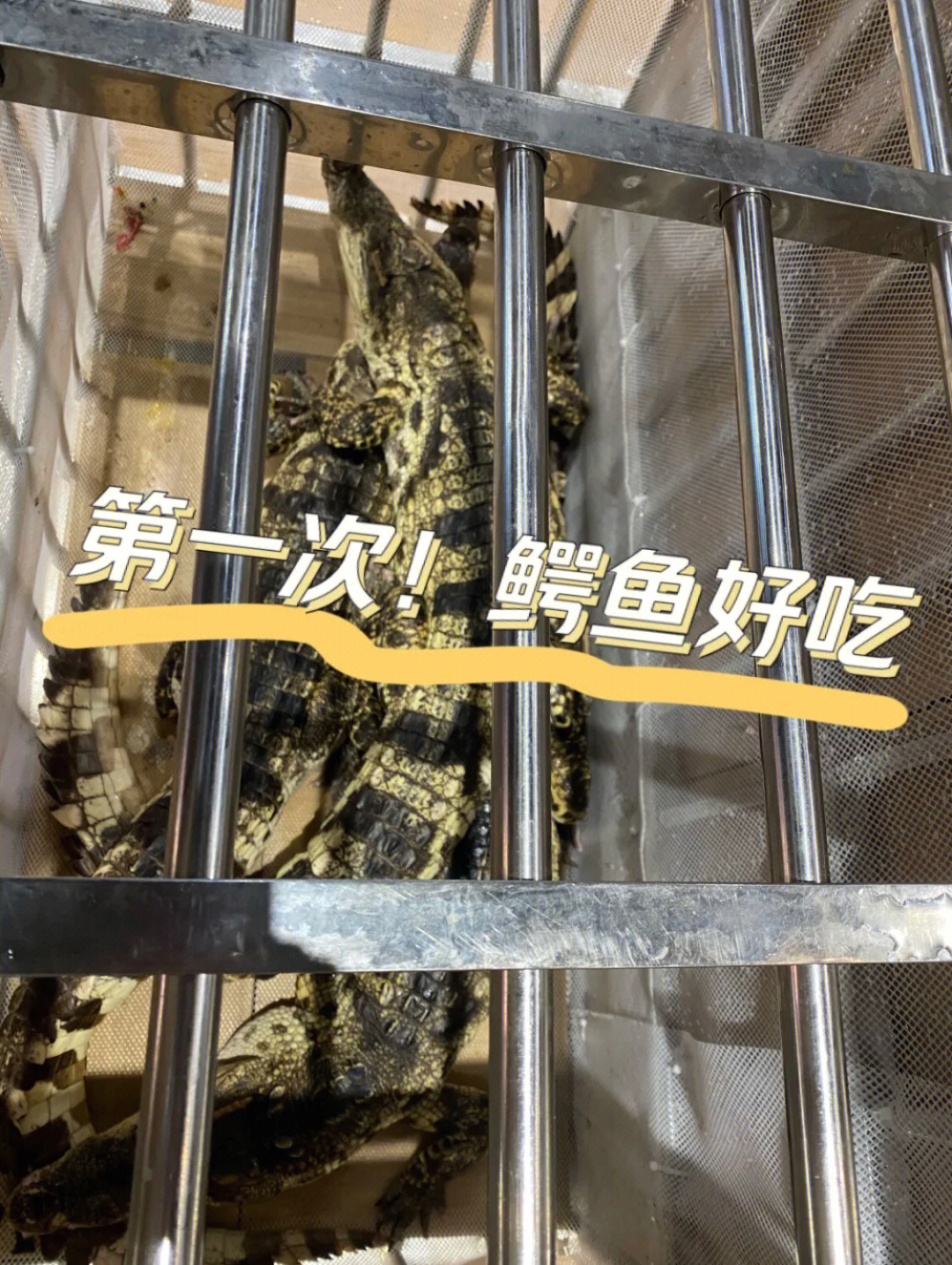 菠萝头食评南昌首家鳄鱼主题餐厅