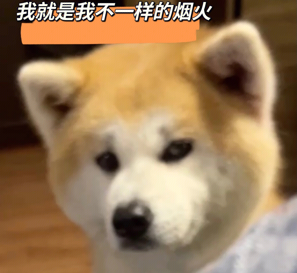 秋田犬麻了表情包图片