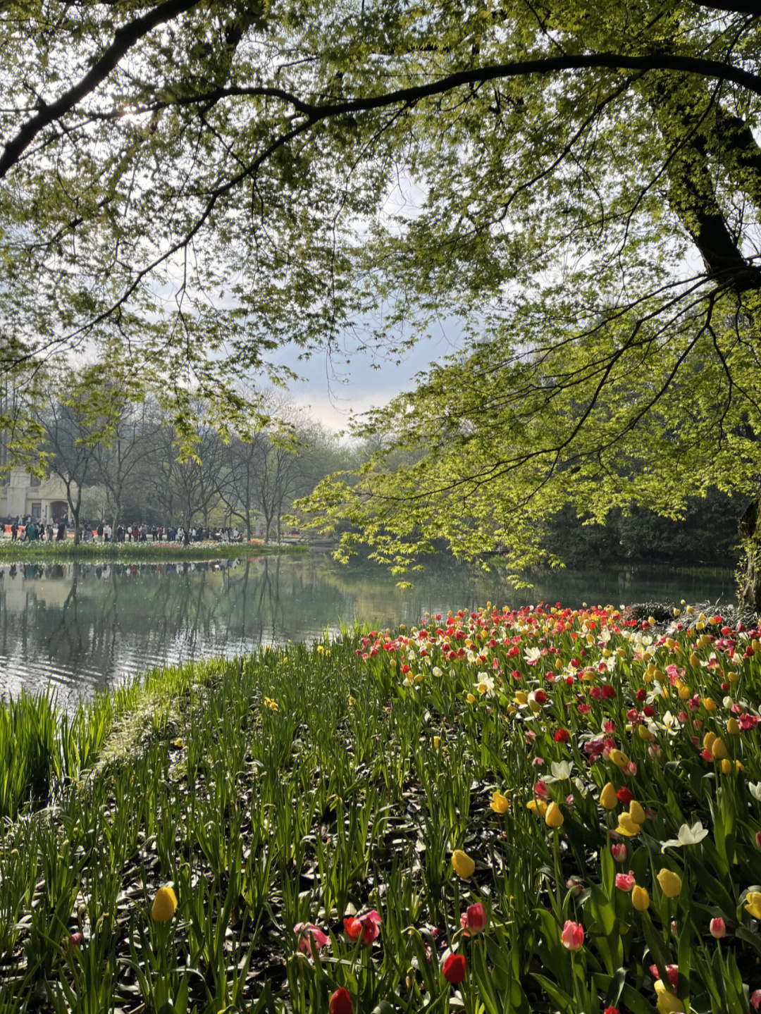 杭州绿野春天图片