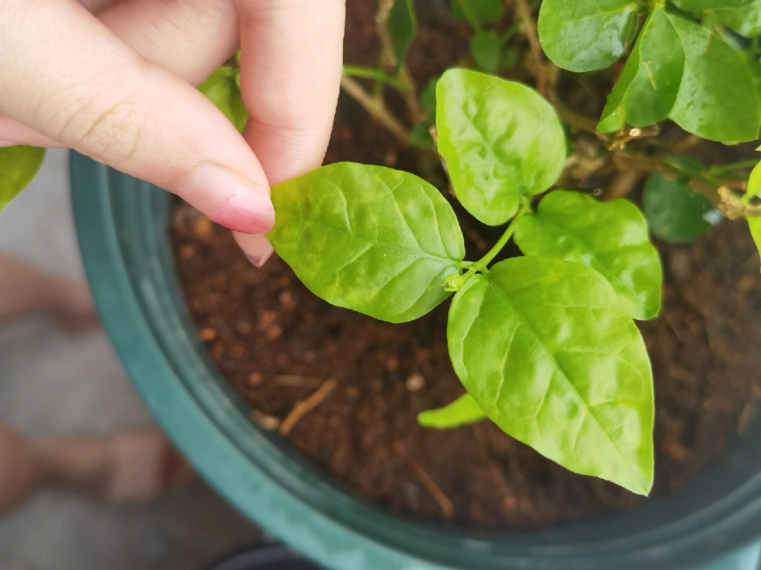 我的茉莉花有得病嘛