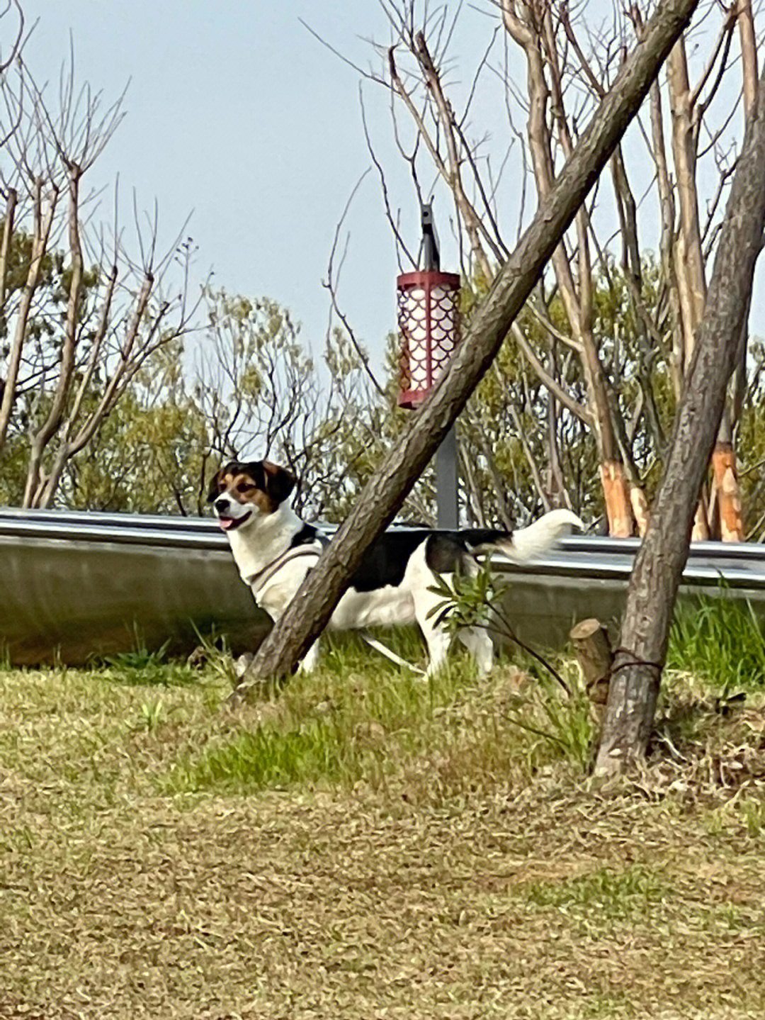 比格犬串串大全图片