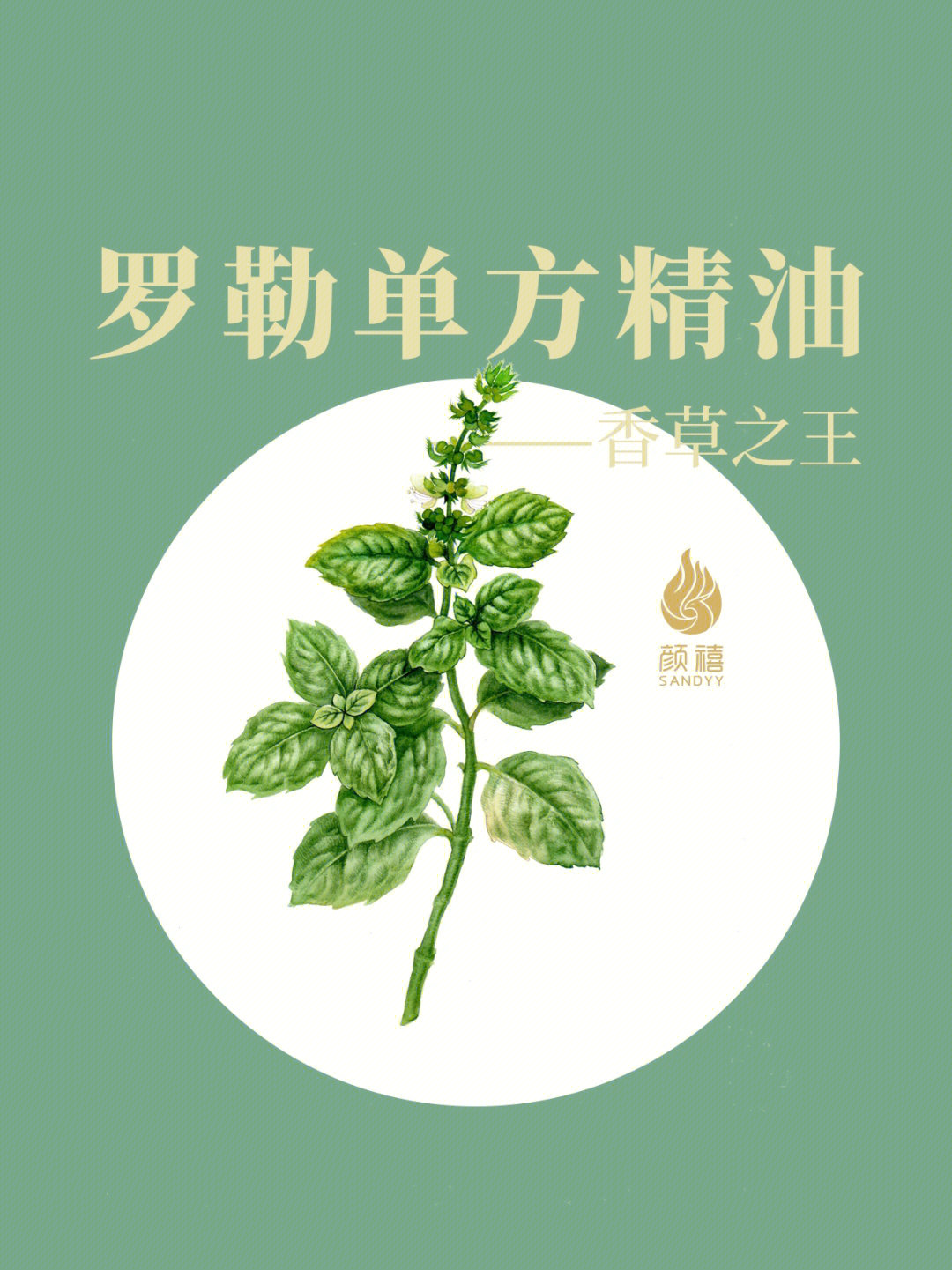 太子香草功效作用图片