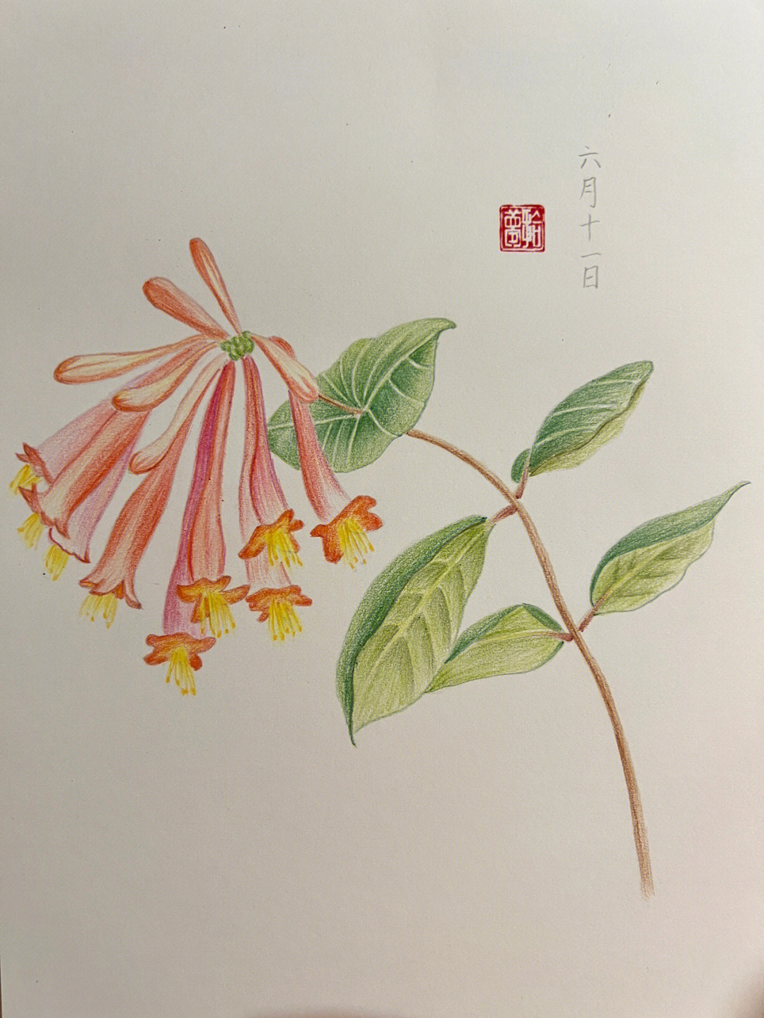 耐冬花简笔画图片