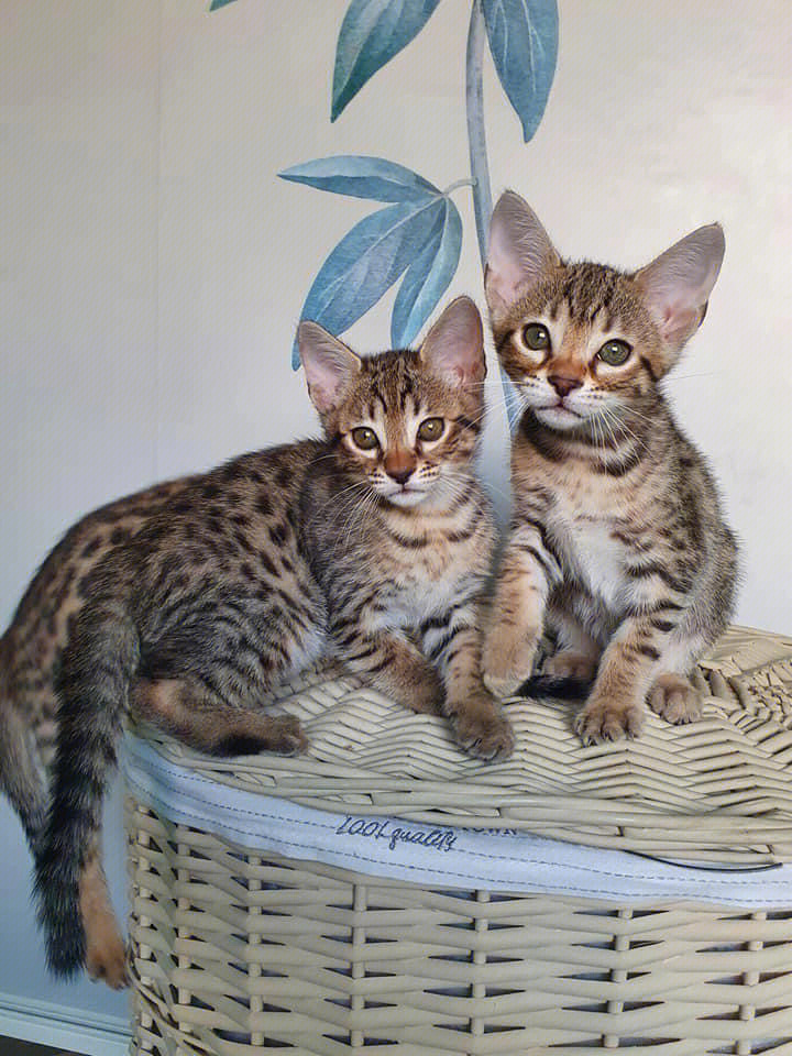 俄罗斯9396国籍#萨凡纳猫savannah_cat