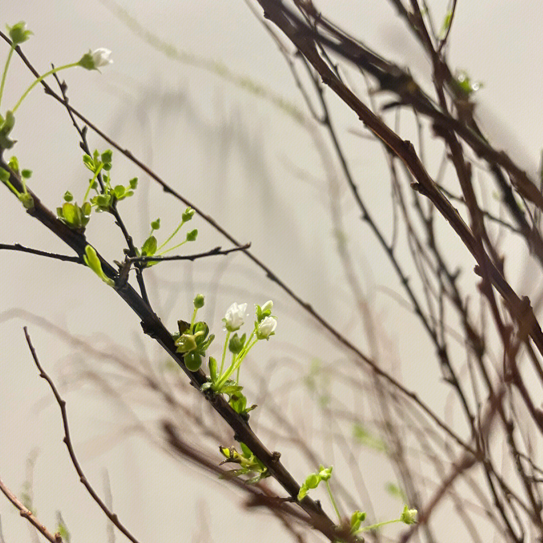 雪柳干枝开花的原理图片
