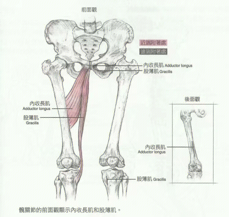 大腿内收肌解剖图图片