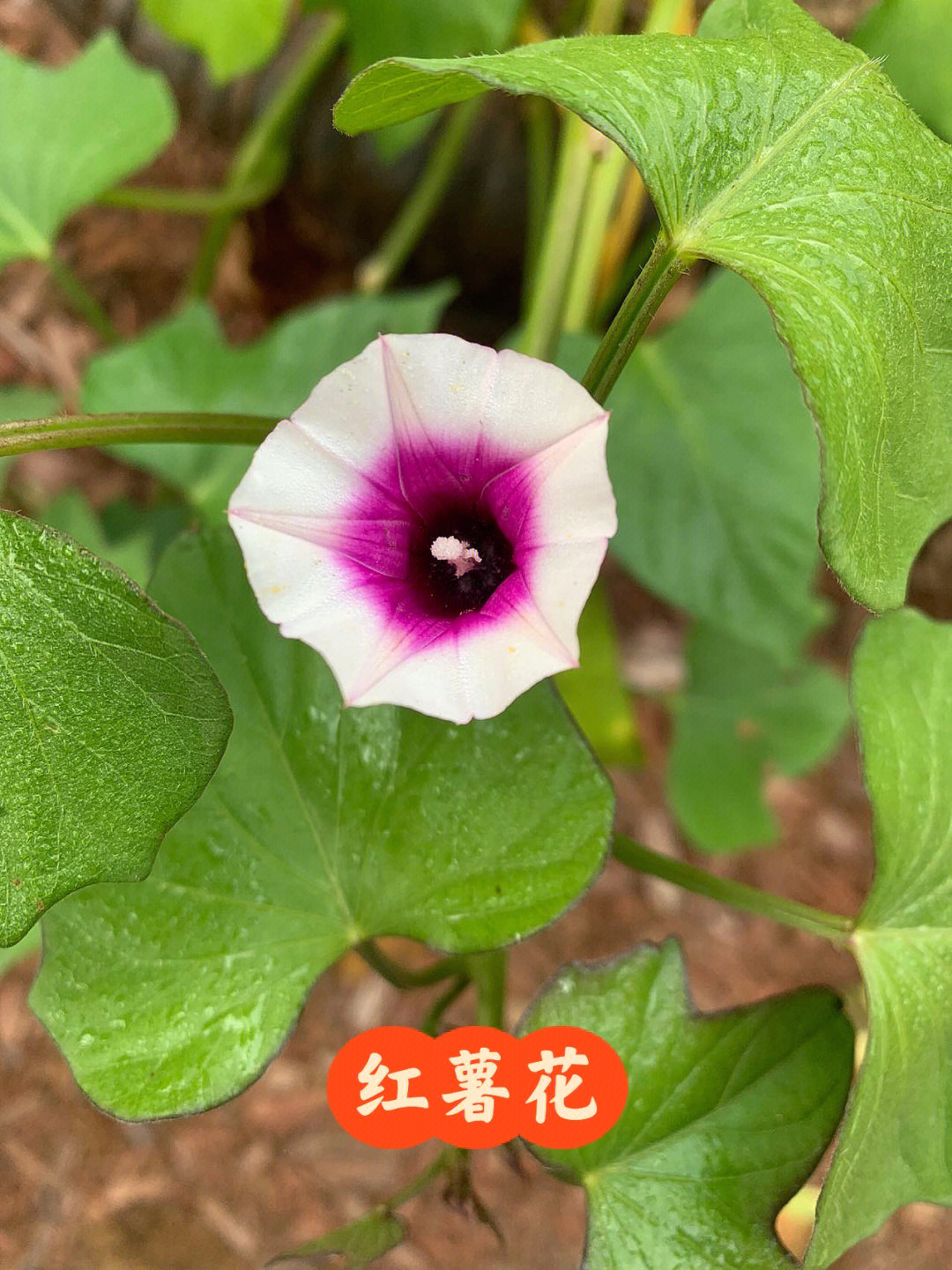 地瓜花的种植方法图片