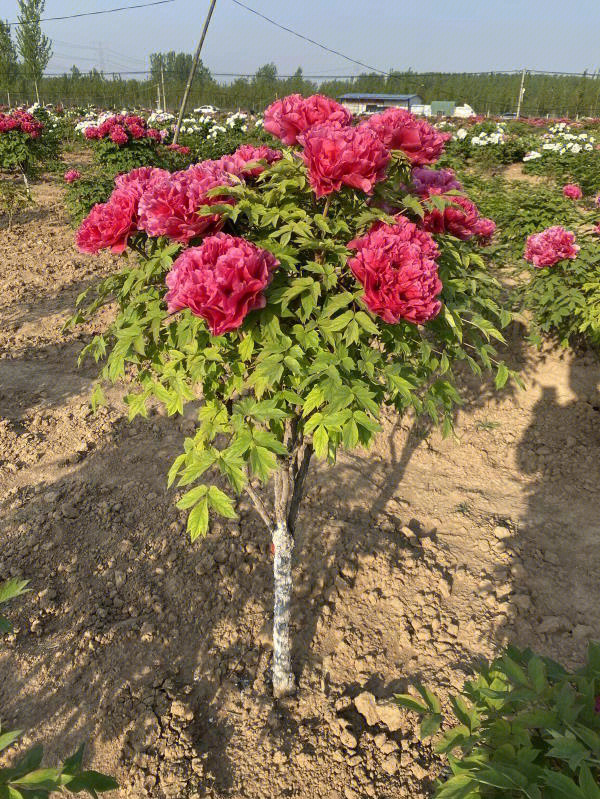 花王牡丹的植株特征图片