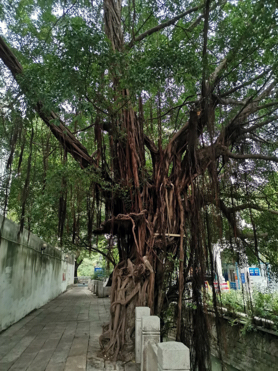 一棵大榕树图片图片