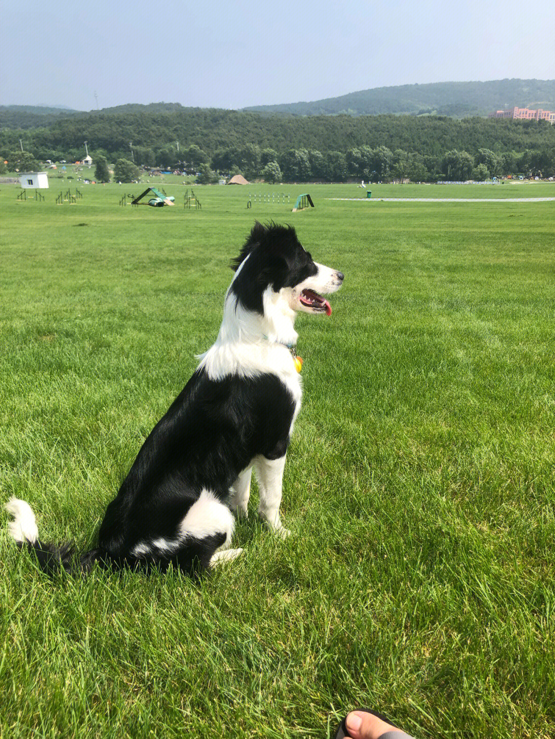 牧羊犬快乐的瞬间