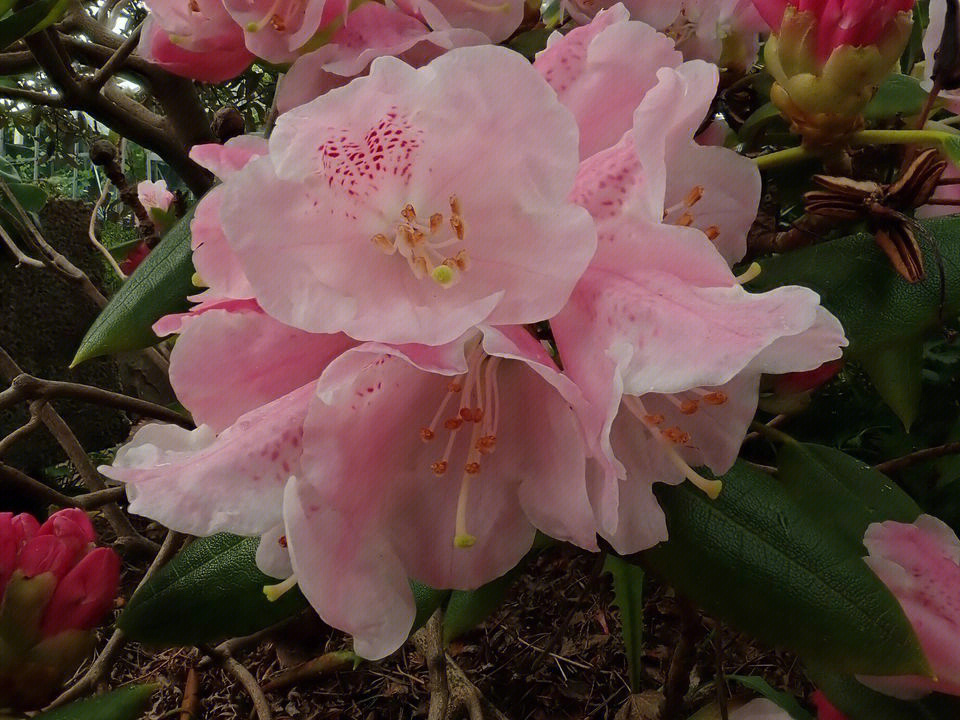 黄山杜鹃rhododendronmaculiferum