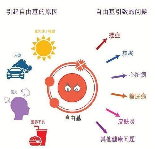 sod铜锌超氧化物歧化酶用于清除自由基