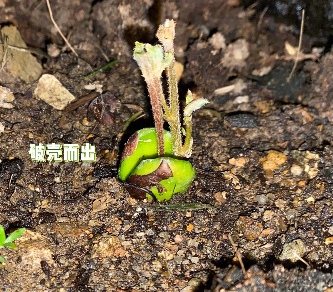上次买的白沙枇杷,吃完留了一颗种子,居然发芽了97大五星枇杷树叶子