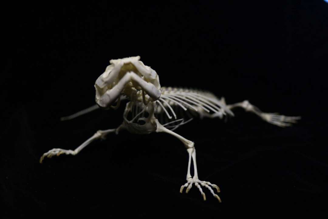鬃狮蜥蜴骨架图片