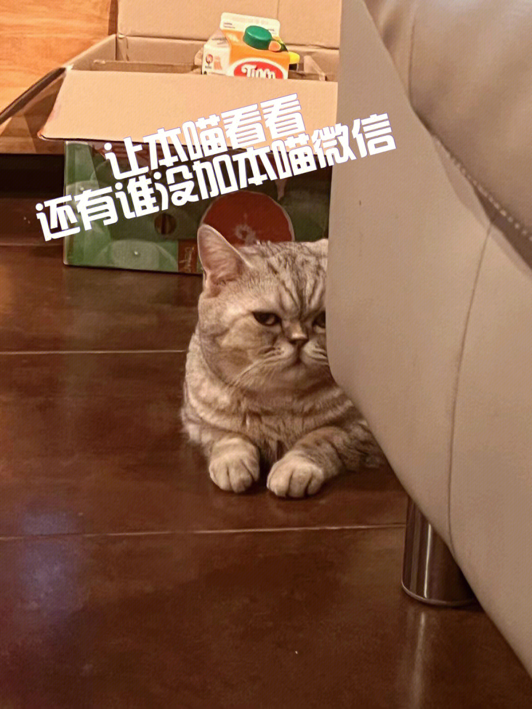 一只偷瞄猫正在邀请您