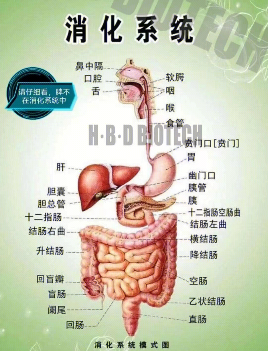 脾胃在腿的位置示意图图片