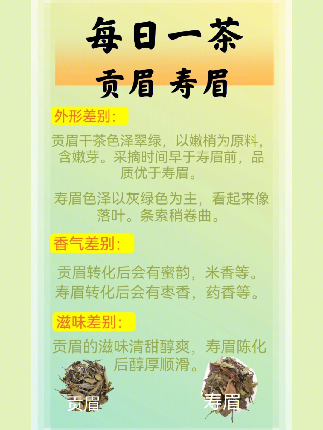 寿眉白茶功效图片