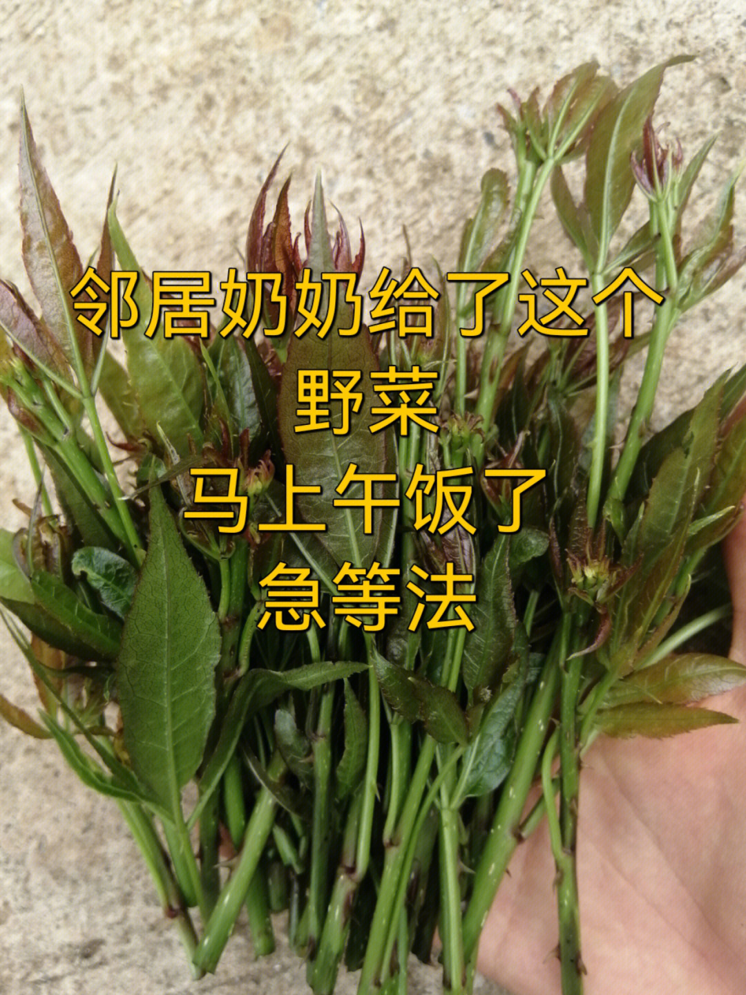 刺五加的食用方法图片