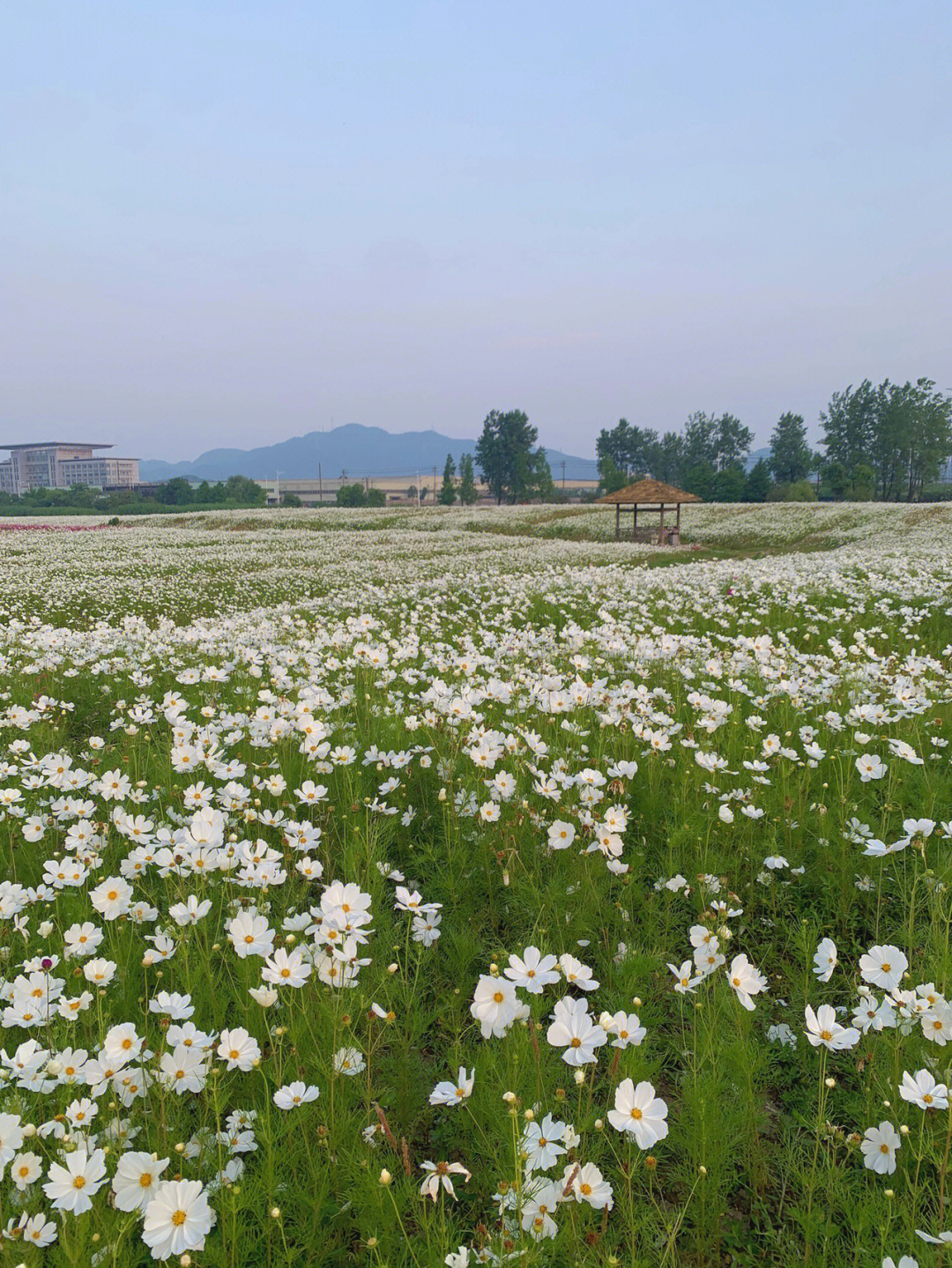 湘湖花海香田花期表图片