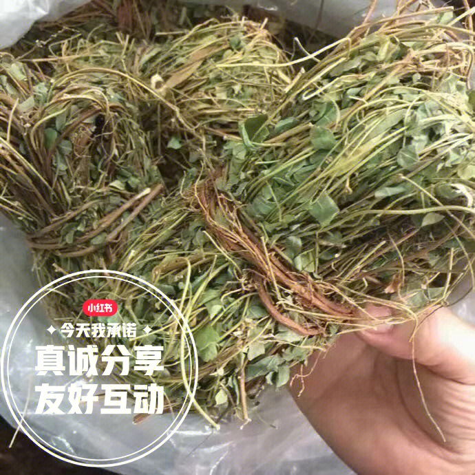 鸡骨草