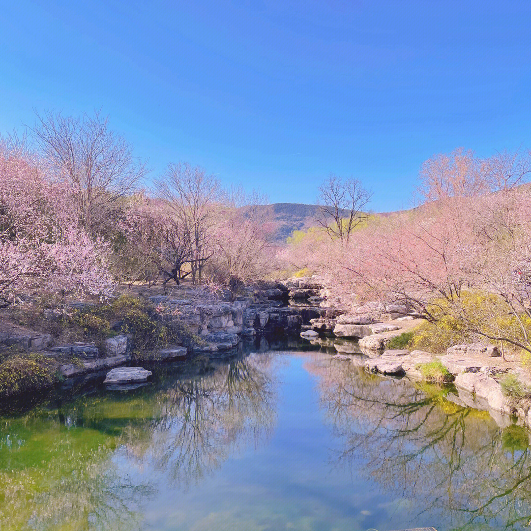 北京植物园山桃花溪