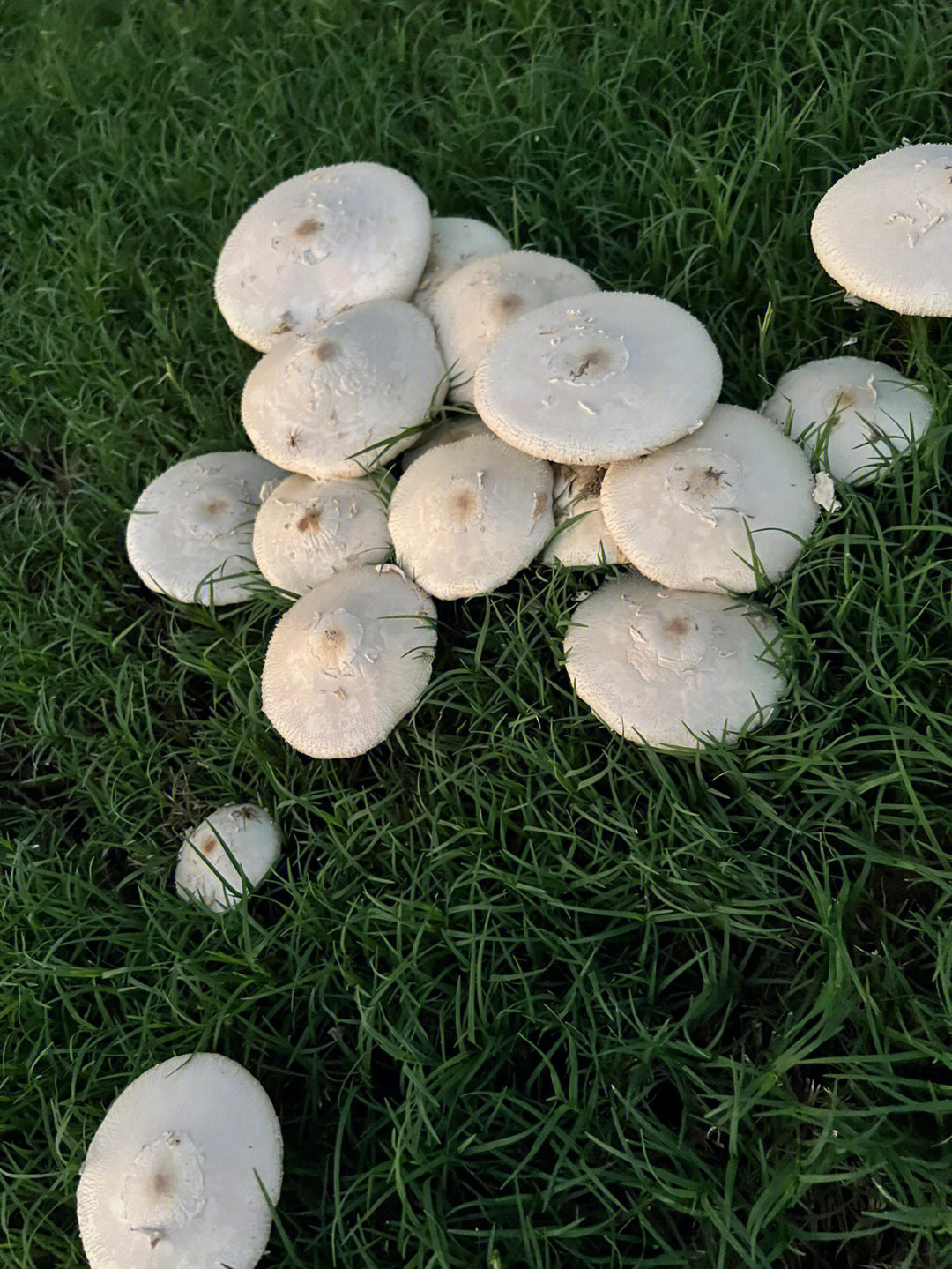 雨后长的野蘑菇能吃吗