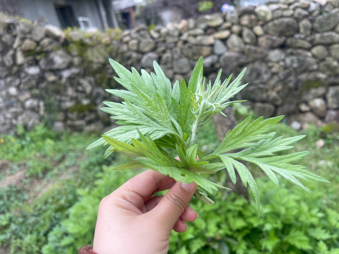 这到底是艾草还是菜蒿