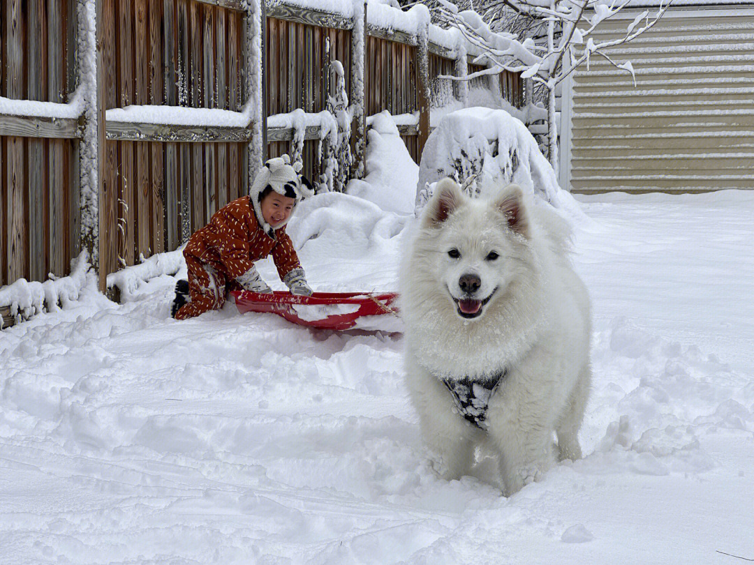 雪橇犬onduty