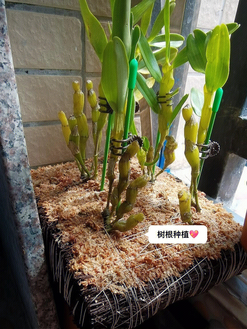 石斛怎么种植方法图片