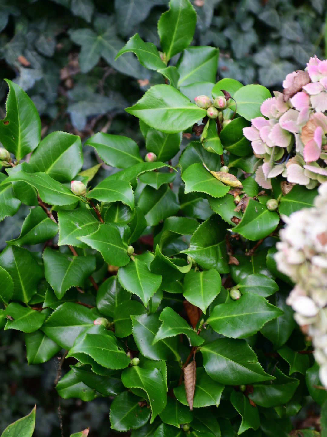 茶花花苞生长过程图片