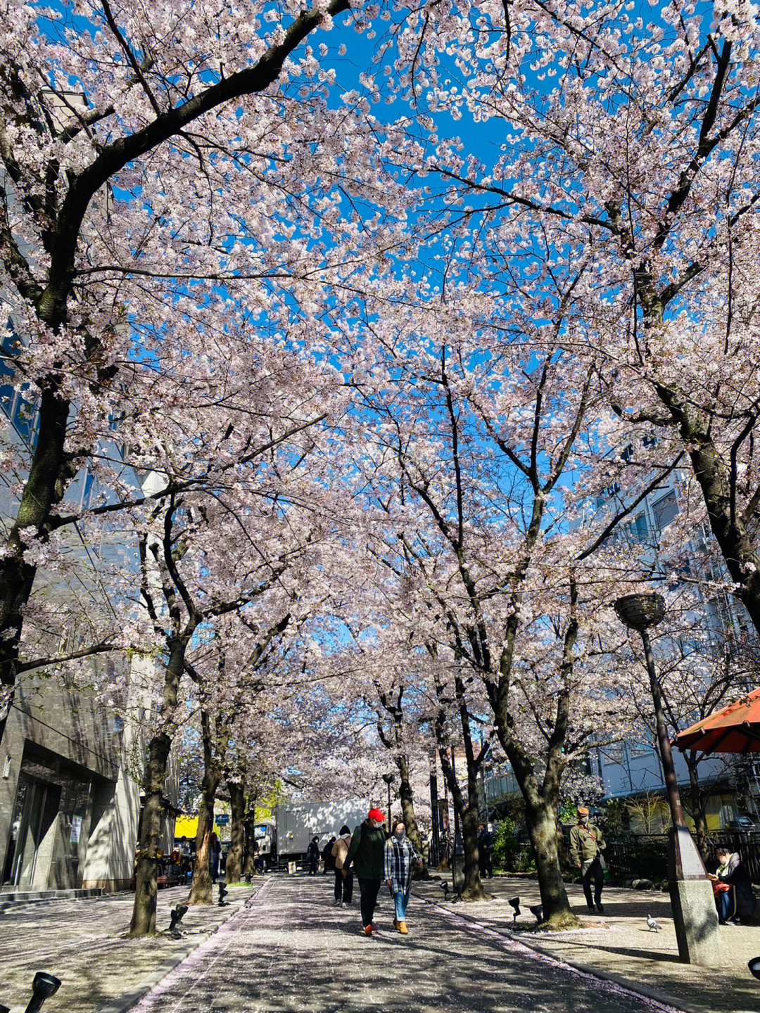 京都樱花美景#日本樱花季#日本自由行攻略#京都旅游