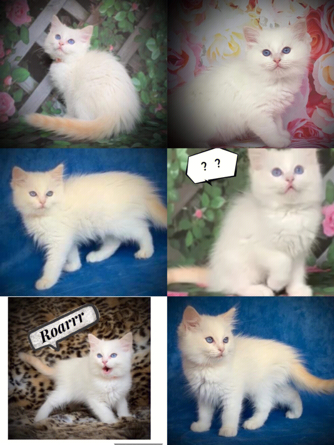 布偶猫显色过程图片图片