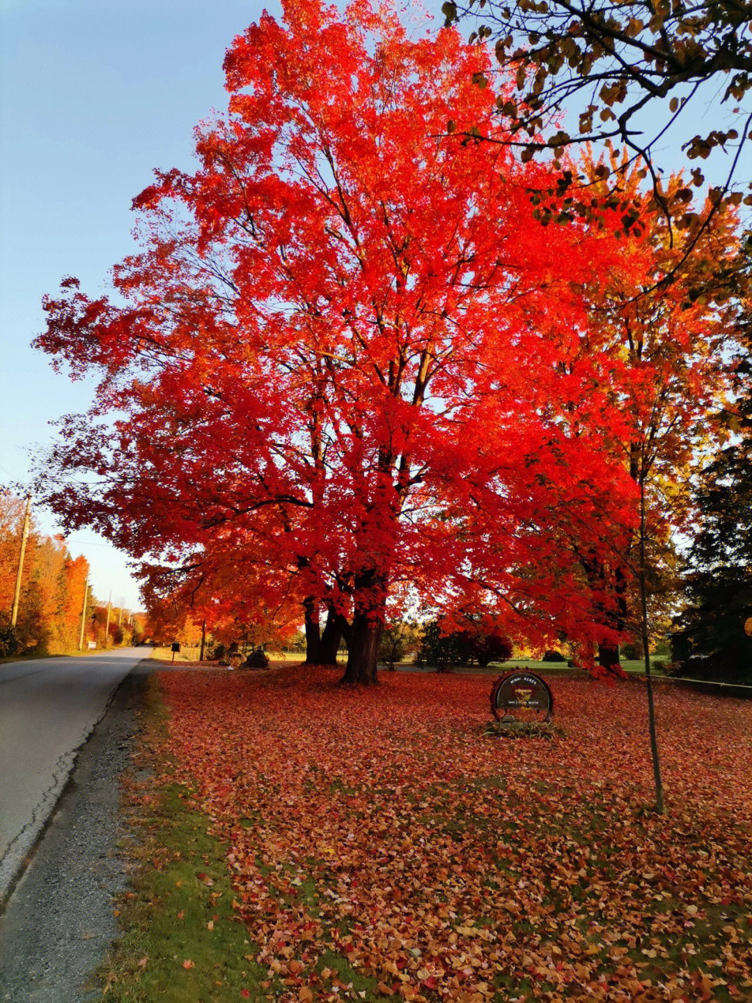 加拿大红枫林图片
