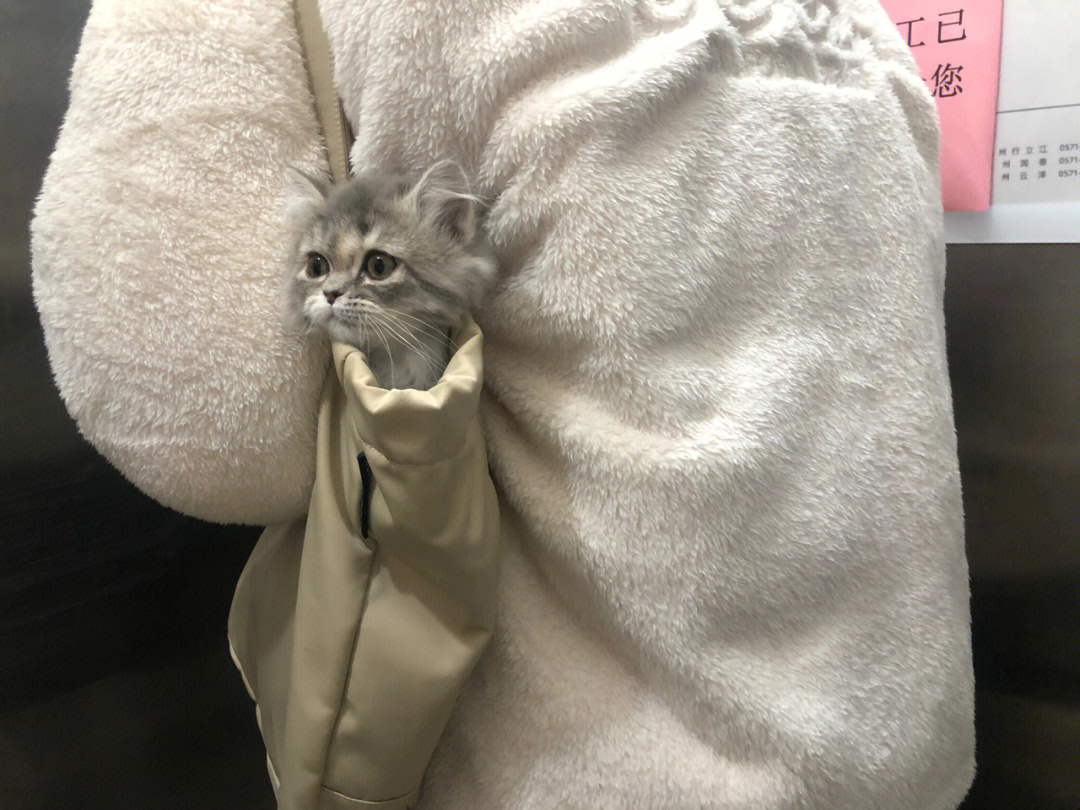 袋子里长猫