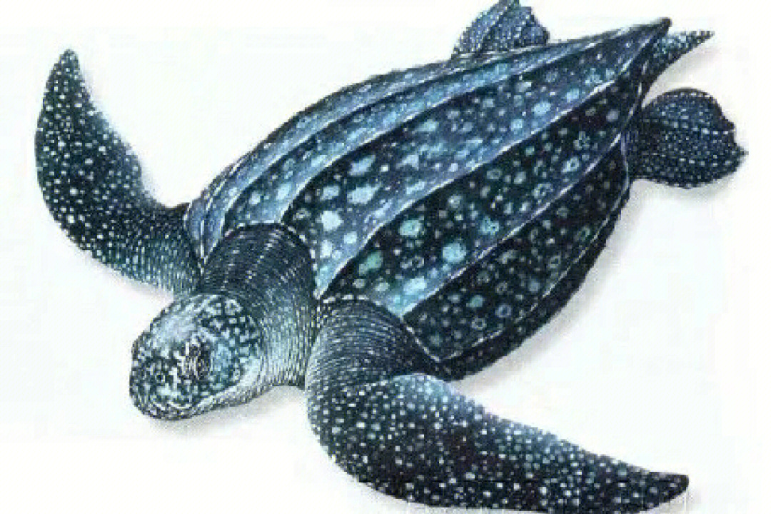 海龟的品种图片